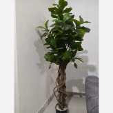 خرید درختچه مصنوعی لیراتا با برگ های لمسی