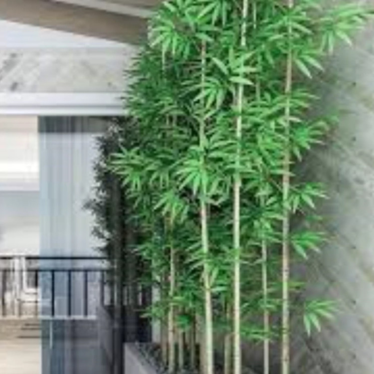 خرید شاخه بامبو مصنوعی قد ۱۵۰