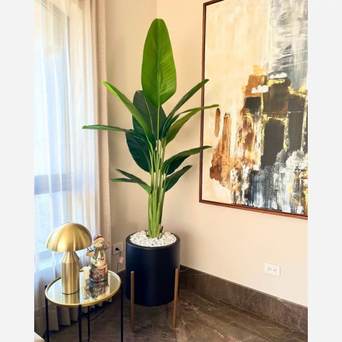 خرید درختچه پرنده بهشتی قد ۱۶۰ و ۱۳ برگ