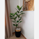 درختچه مصنوعی فیلتوس مدل ابلق