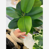 خرید گل مصنوعی فیلتوس قد ۱۳۰