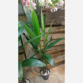 خرید درختچه مصنوعی پرنده بهشتی مدل برگ سوزنی