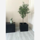 خرید درختچه مصنوعی زیتون با تنه طییعی و بادوام