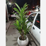 خرید درختچه مصنوعی بلالی قد ۱۸۰