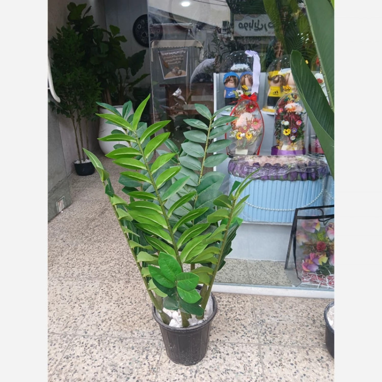 گل مصنوعی زاموفیلیا پر حجم و باکیفیت