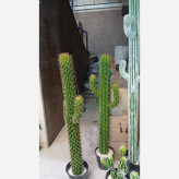 گل مصنوعی کاکتوس