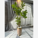 خرید درختچه مصنوعی آقاقیا قد ۱۸۰ با برگ های لمسی و قابل شست شو