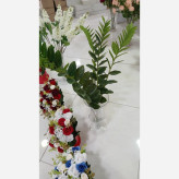 شاخه زاموفیلیا