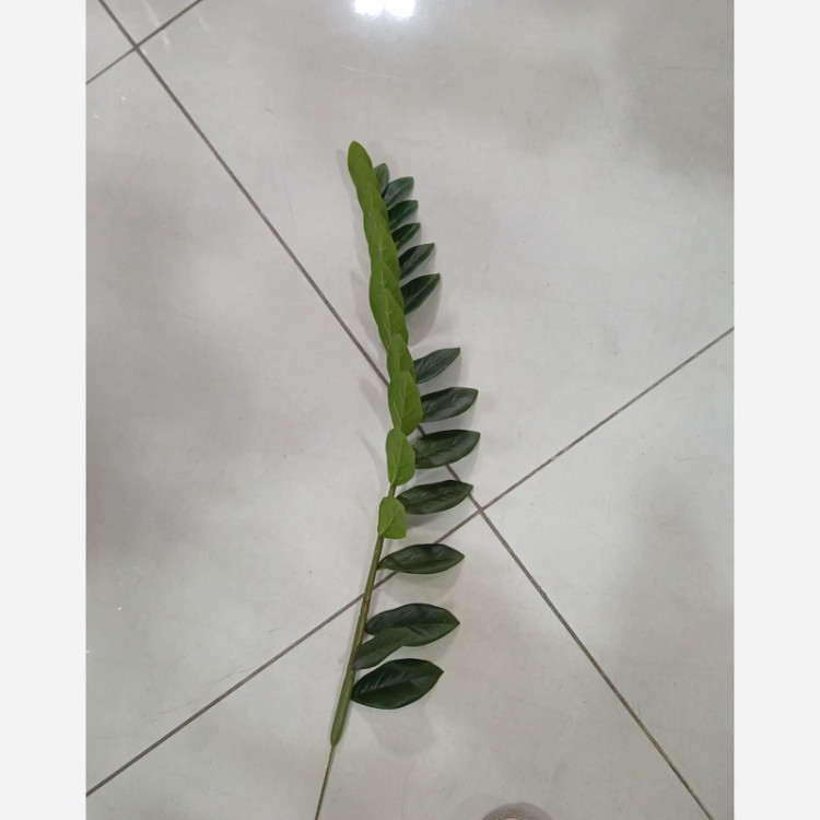 زاموفیلیا مصنوعی