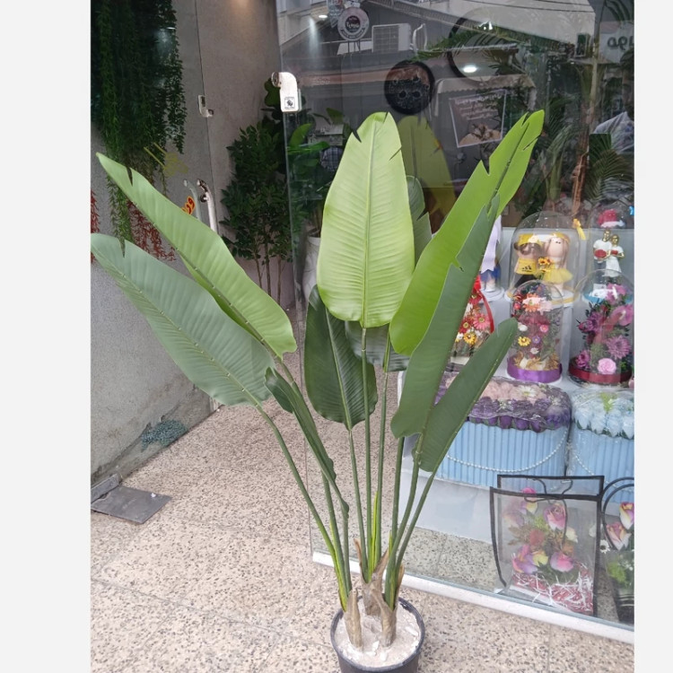 خرید پرنده بهشتی برگ پهن