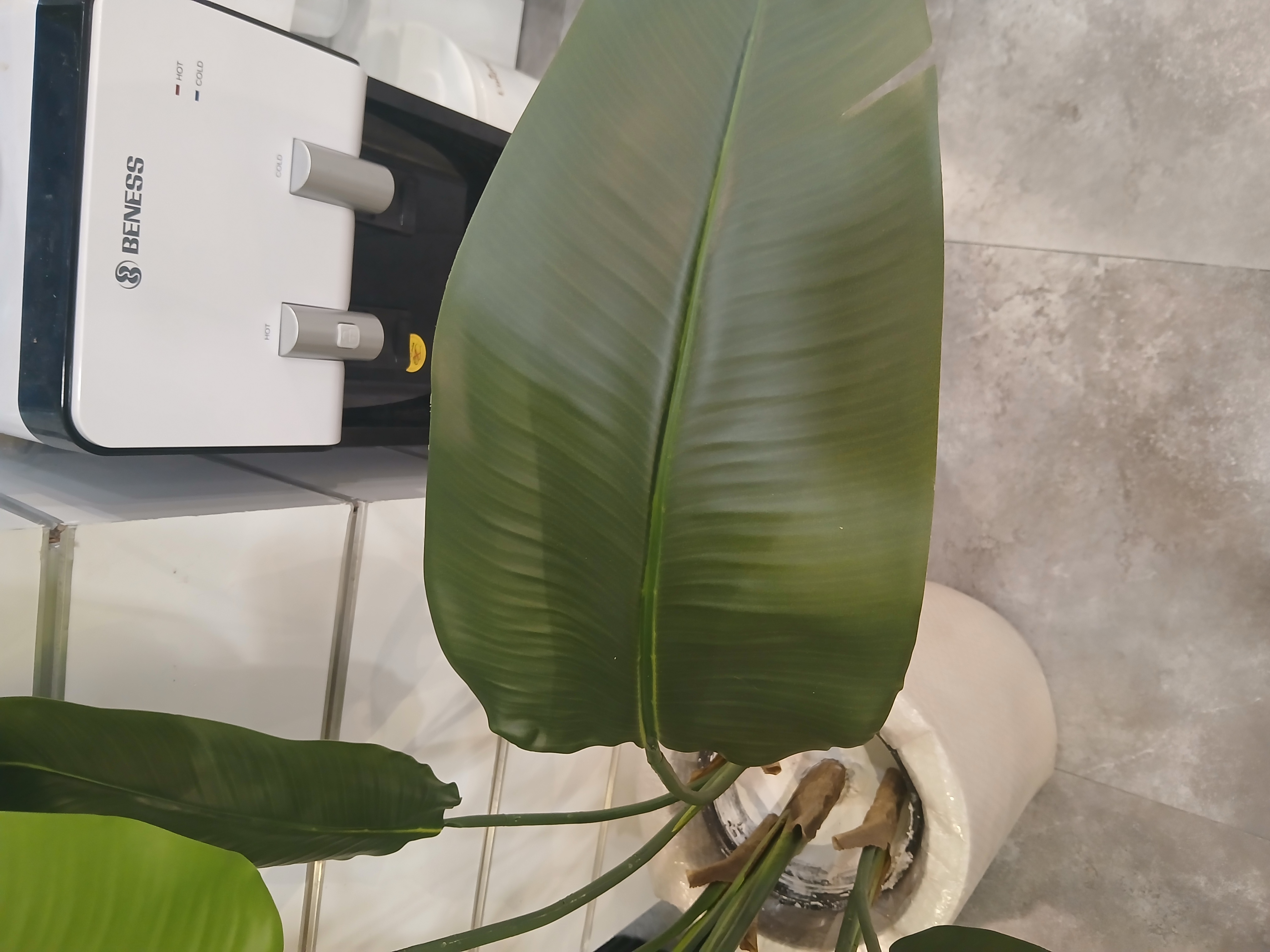 درختچه مصنوعی پرنده بهشتی با تنه اورجینال