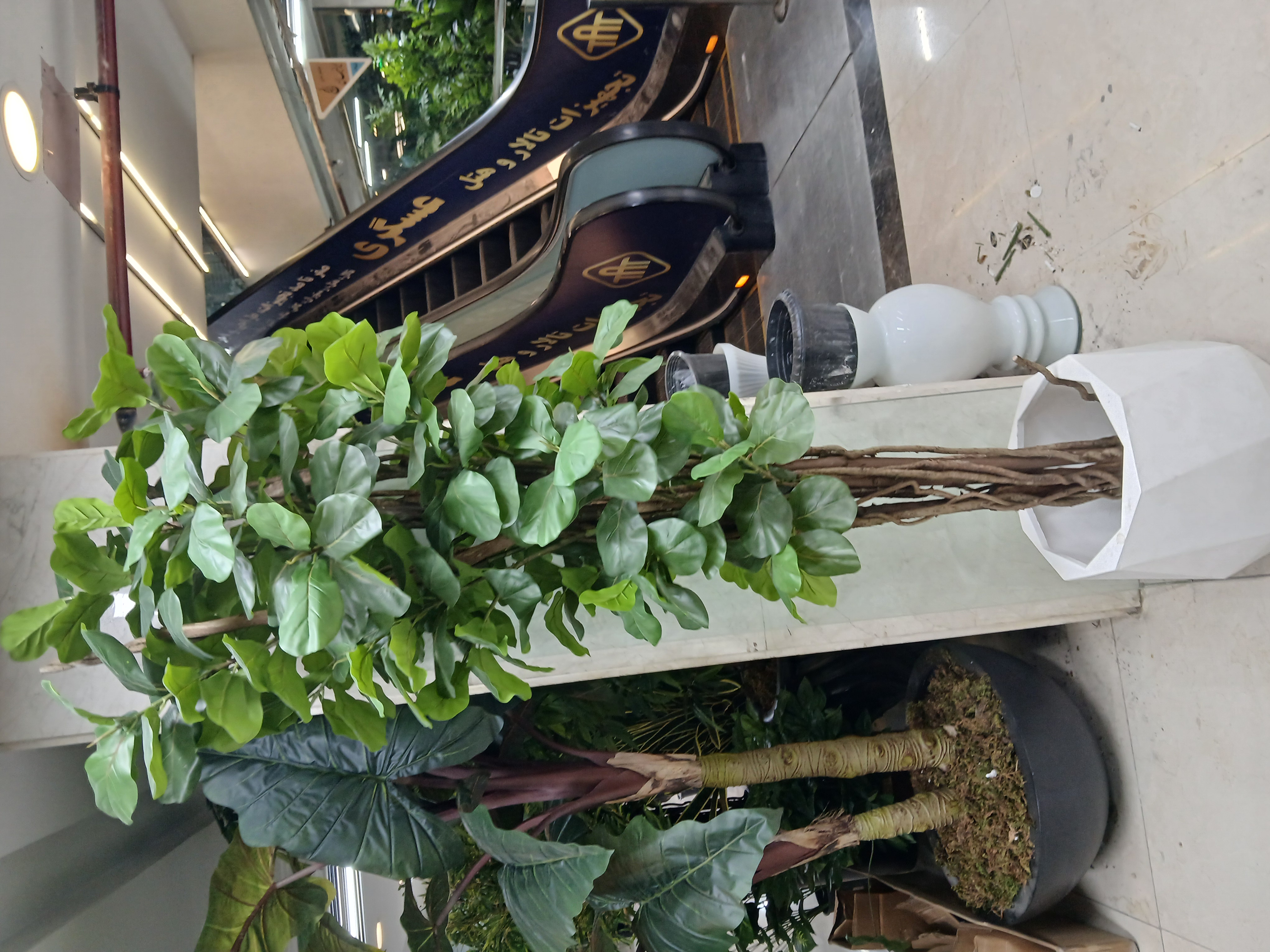 درختچه مصنوعی فیکوس لیراتا با تنه طبیعی