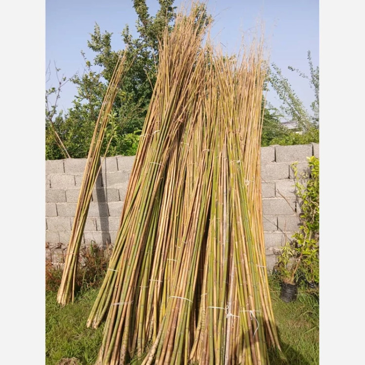 خرید نی بامبو