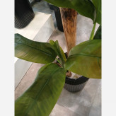 خرید درختچه مصنوعی موز با برگ های لمسی و قابل شست شو