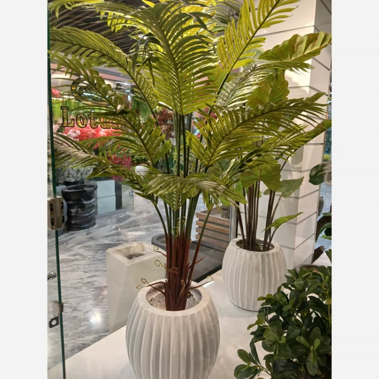 خرید درختچه فینیکس با برگ های لمسی