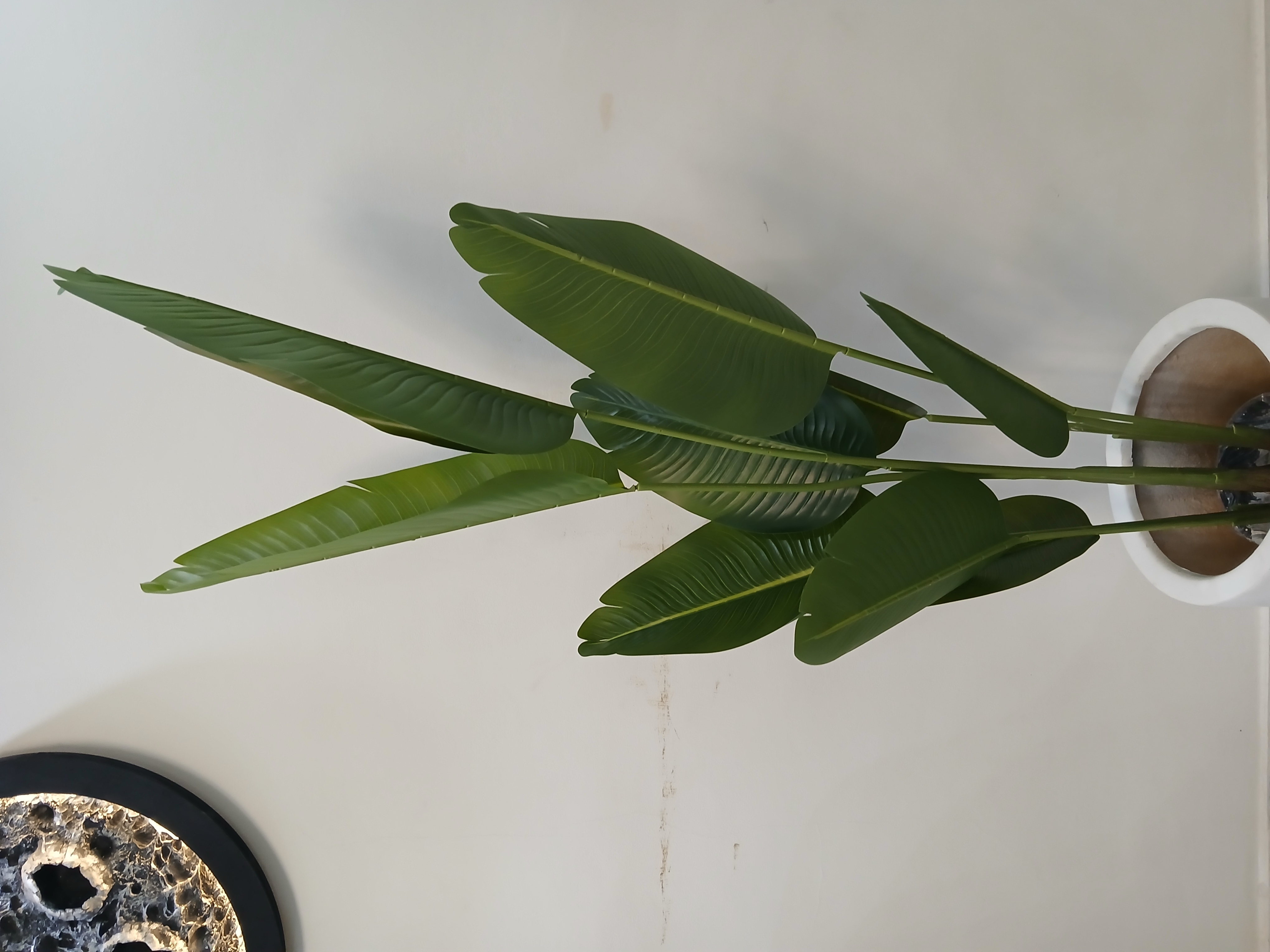 پرنده بهشتی قد ۱۶۰