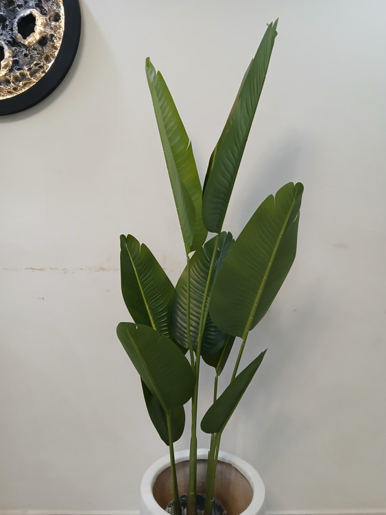 پرنده بهشتی قد ۱۶۰