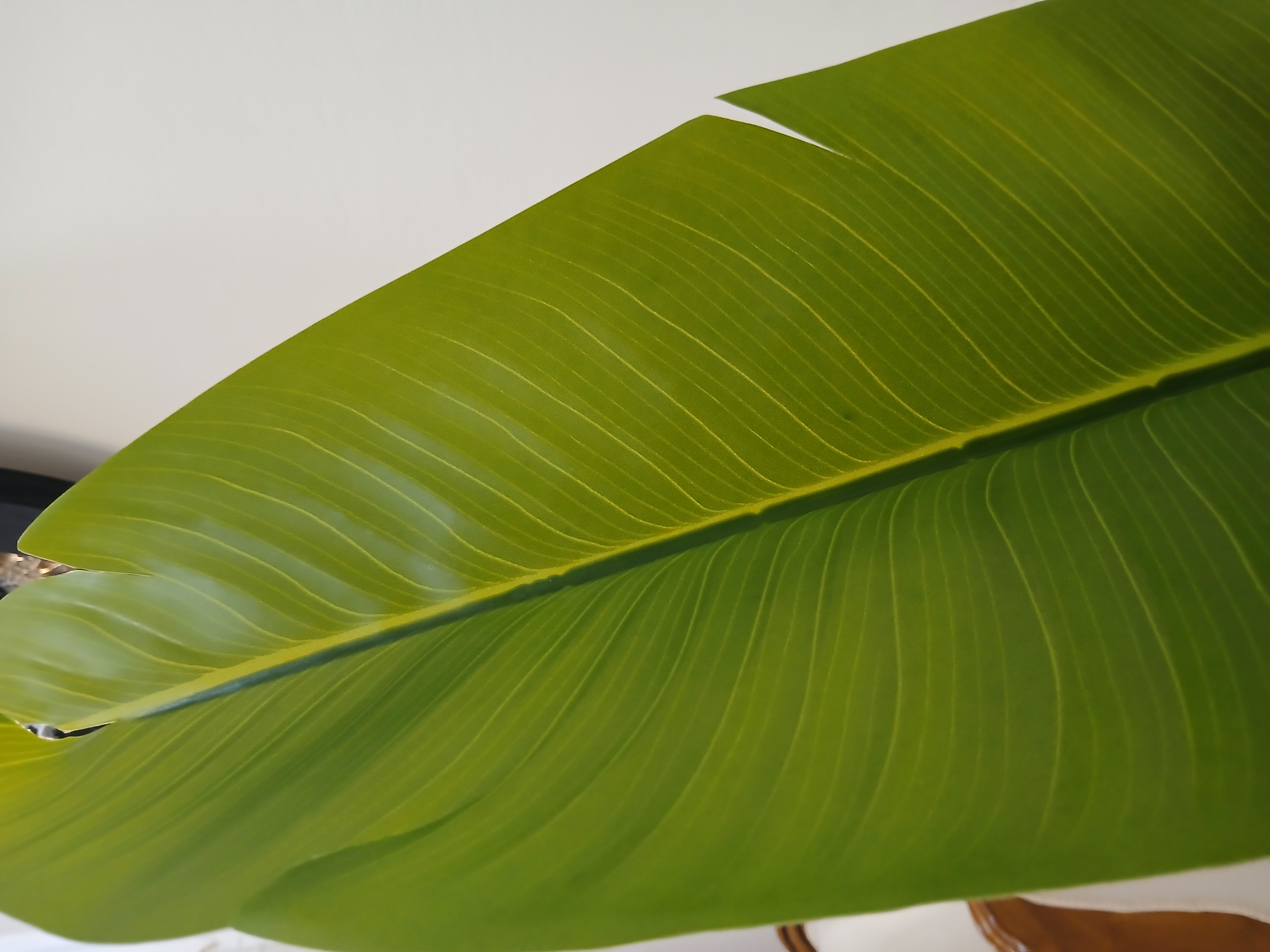 خرید درختچه پرنده بهشتی برگ پهن