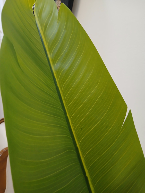 خرید درختچه پرنده بهشتی برگ پهن